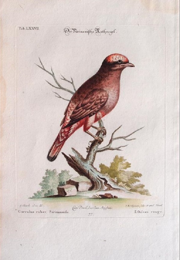 george-edwards-natural-history-of-uncommon-birds-and-of-some-other-rare-and-undescribed-animals-garrulus-ruber-surinamensis-tav.-lxxvii